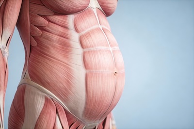 Bauchmuskeln während der Schwangerschaft 1